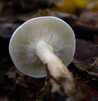 Hygrophorus eburneus, white slightly decurrent gills.
